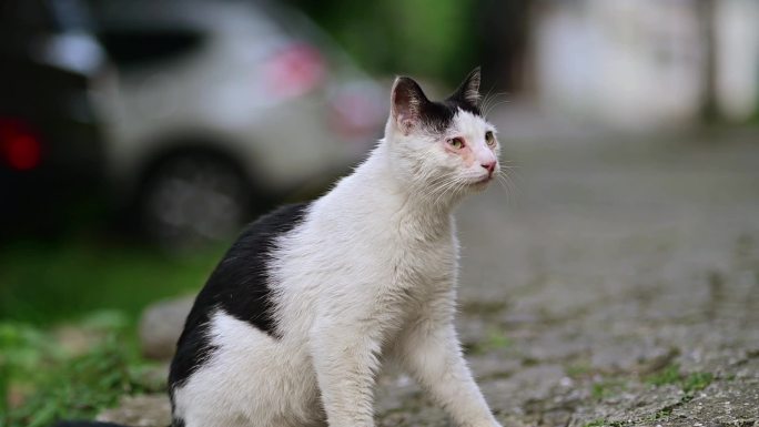 流浪猫在居民区