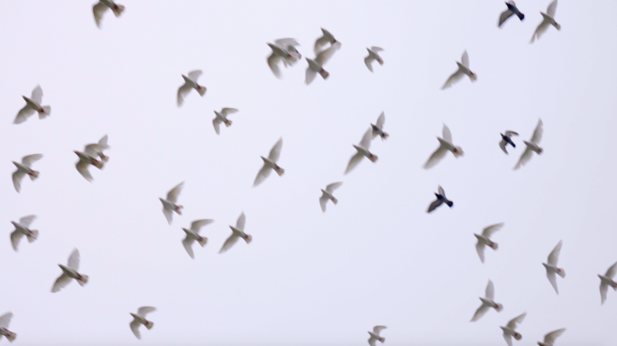 4K鸽子飞过天空-鸽子悠闲觅食散步