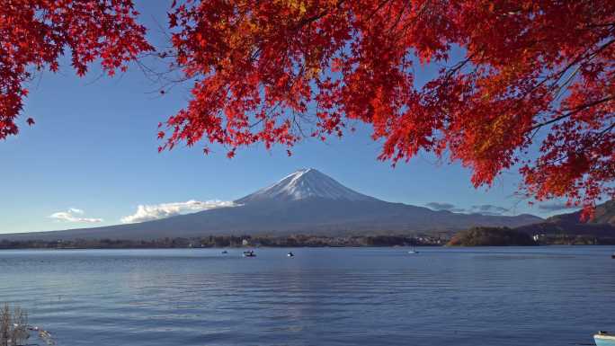 红枫叶富士山红色叶子静冈县山梨县旅游旅行