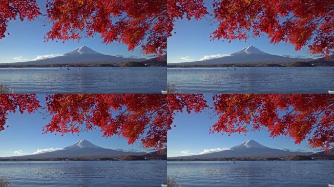 红枫叶富士山红色叶子静冈县山梨县旅游旅行