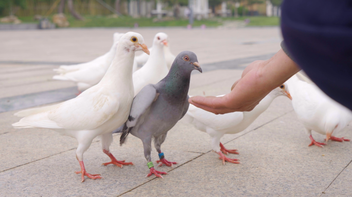 4K一群鸽子在广场上散步觅食