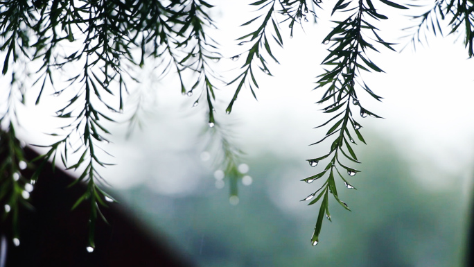 下雨森林雨季雨滴