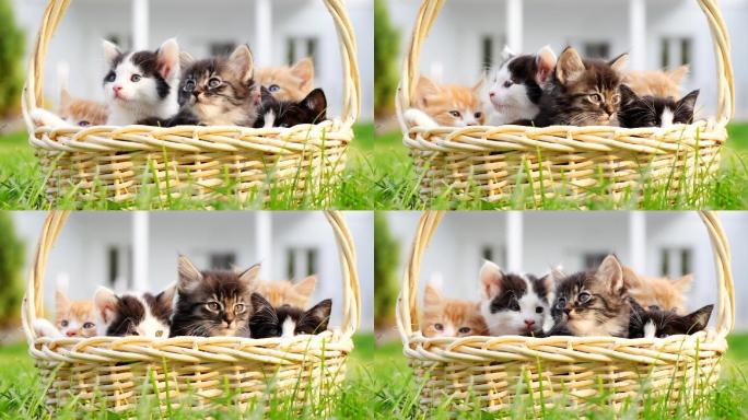 篮子里许多小猫的画像