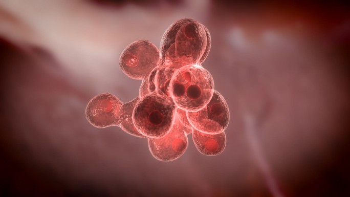 细胞有丝分裂红色病菌分化繁殖破坏身体机构