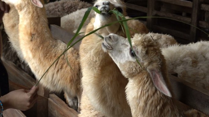 在动物养殖场给美洲驼喂绿草叶的游客