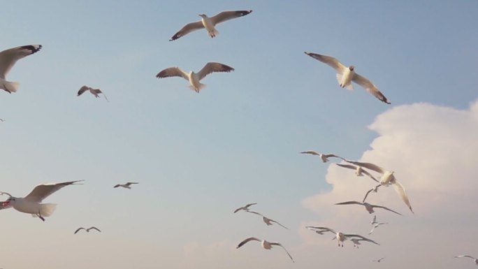 在天空中飞行的海鸥