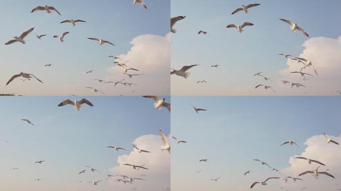 在天空中飞行的海鸥