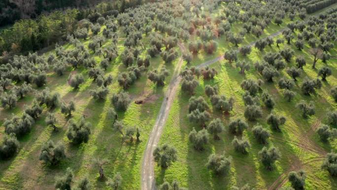橄榄园步道鸟瞰图4K航拍园林景观橄榄橄榄