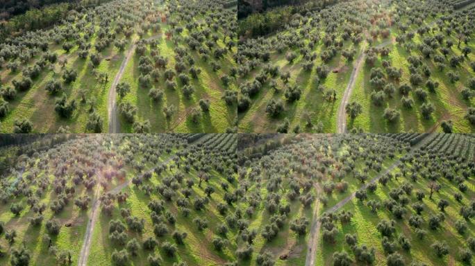 橄榄园步道鸟瞰图4K航拍园林景观橄榄橄榄