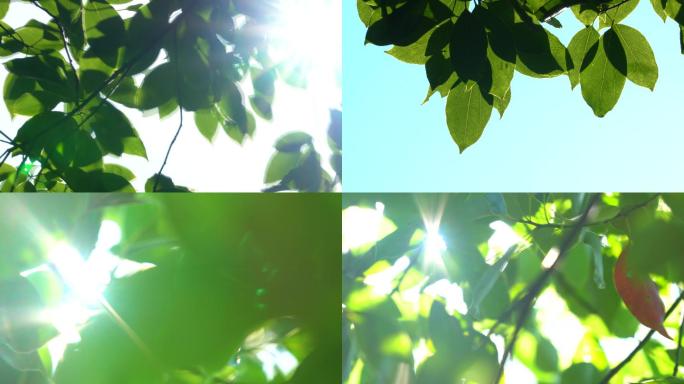 4K原创唯美夏天阳光穿过树叶