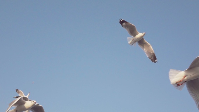慢动作海鸥飞行鸟自由翱翔