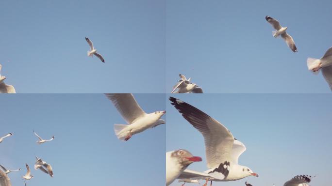 慢动作海鸥飞行鸟自由翱翔