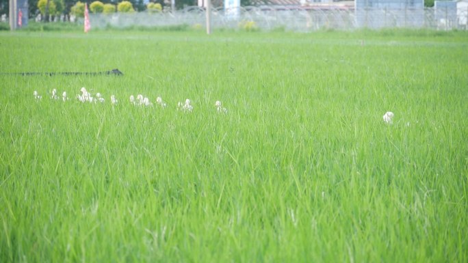 五常大米稻田鸭