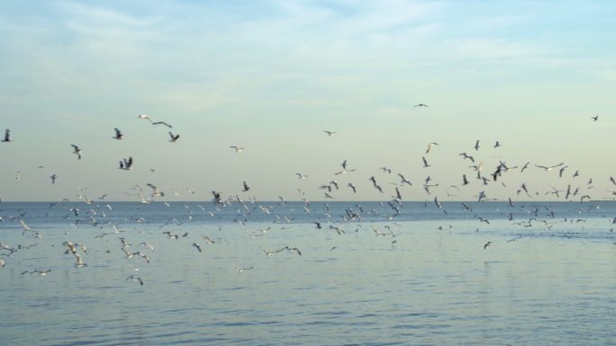 海鸥在海面上飞翔鸟类大海飞