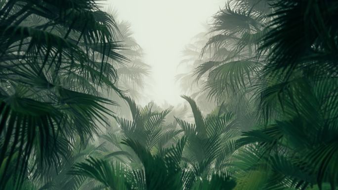 在丛林的棕榈树里唯美阳光森林早晨风景树叶
