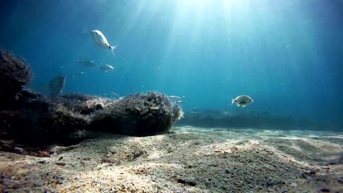 海鱼鱼类群生态系统水生生物