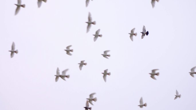 4K一群白鸽从天空飞过-渴望自由放飞自我