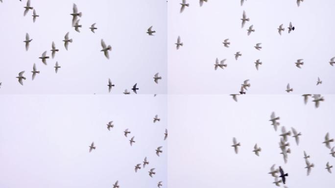 4K一群白鸽从天空飞过-渴望自由放飞自我