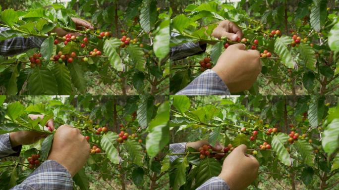 咖啡农在咖啡树上摘成熟的樱桃豆