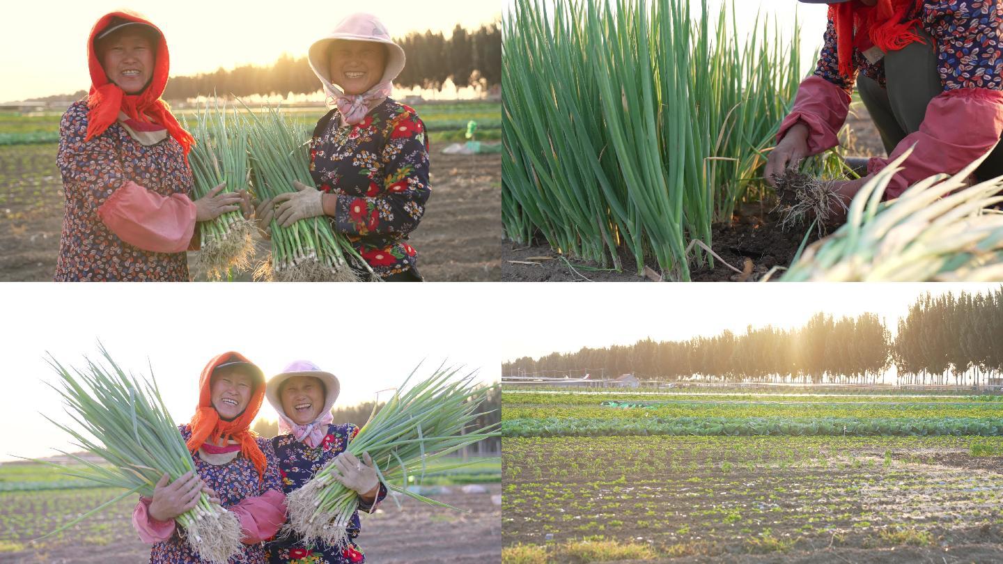 4K大葱丰收农民笑脸-夕阳田园劳动人们