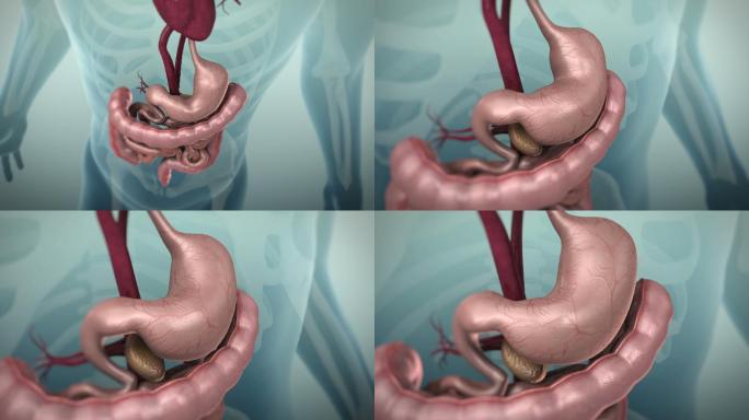 人体胃肠道3D动画