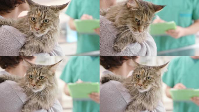 一只猫在宠物医院被女主人抱着