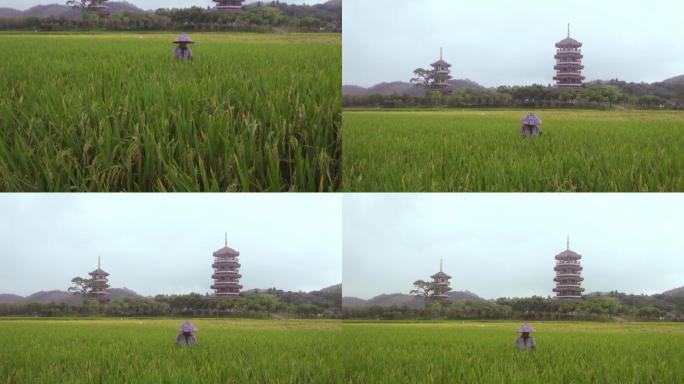 广西玉林稻田中劳作的农民