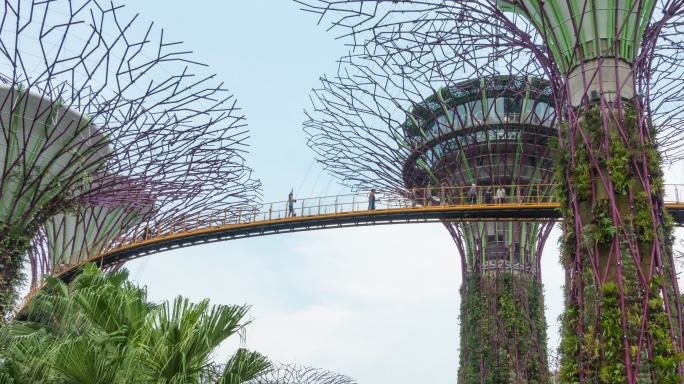 新加坡市的超级树林。