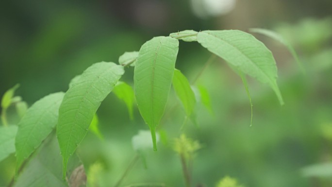 4K-两面针-中药材-植物