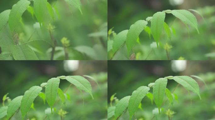 4K-两面针-中药材-植物