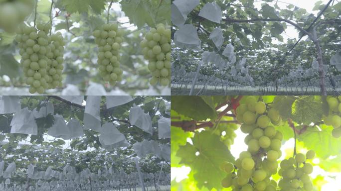 农业种植葡萄架4k