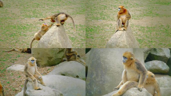 4K-金丝猴-川金丝猴-珍稀动物