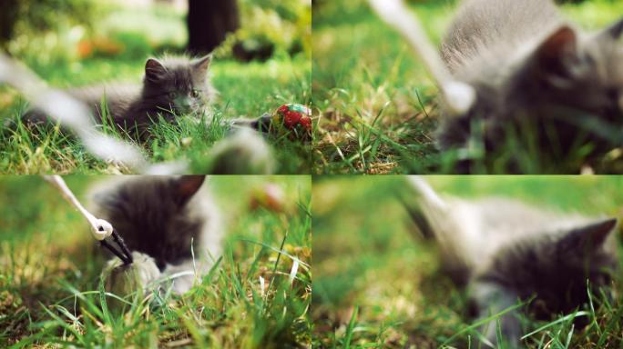 小猫在草地上玩耍便利多元洗礼侵蚀碧空如洗