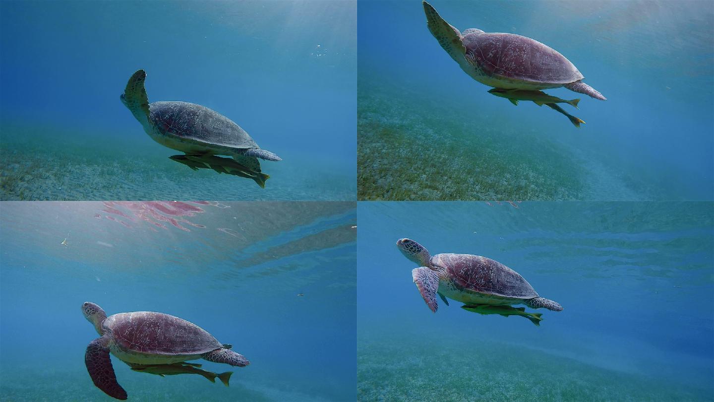 绿海龟和雷莫拉鱼在海里游动