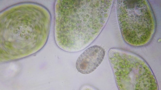 4k显微镜下的草履虫原生动物