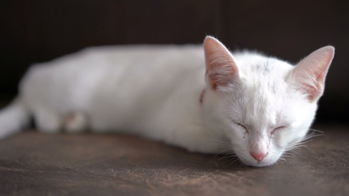 昏昏欲睡的白猫