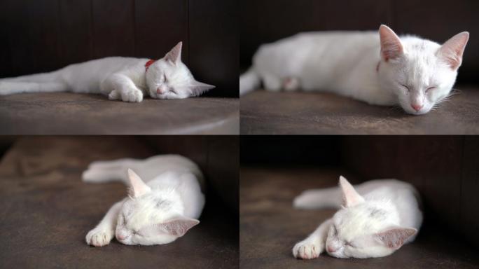昏昏欲睡的白猫
