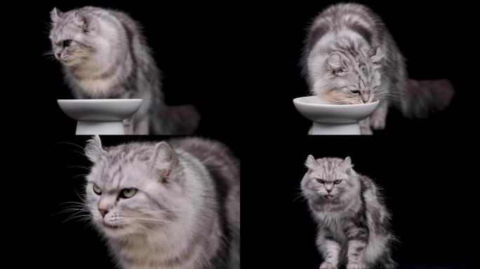 猫吃罐头4K视频素材