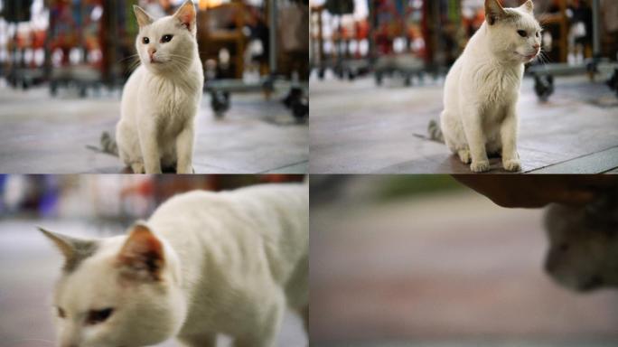漂亮的白猫小白猫流浪猫大街上