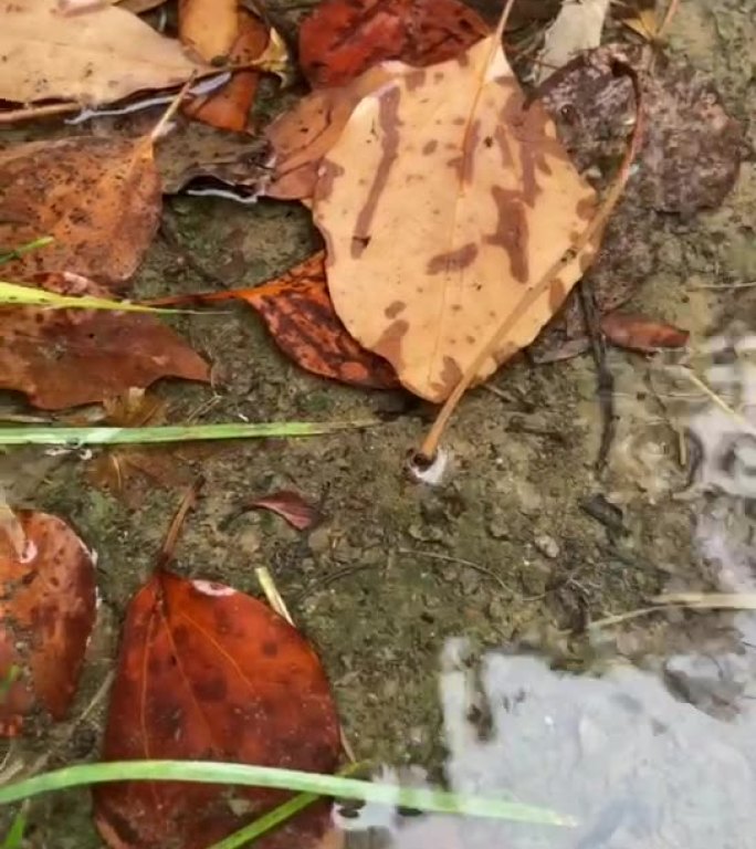 涟漪水波纹雨天