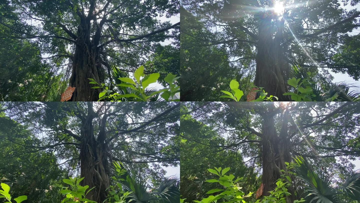 阳光穿透大树