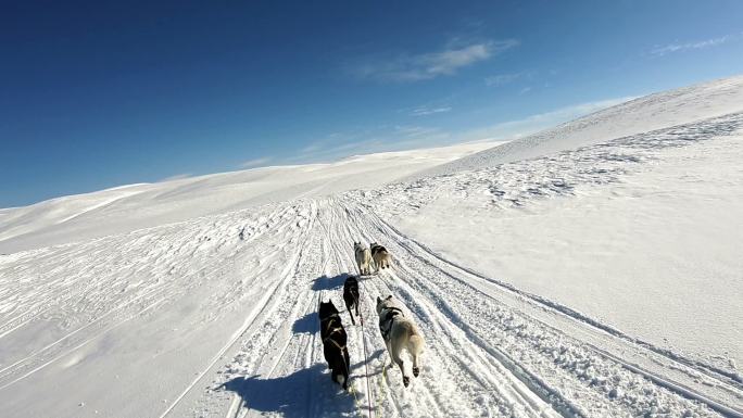 在雪地上拉雪橇白色哺乳动物冷冬季