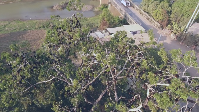 无人机拍摄的蝙蝠群倒挂在树上