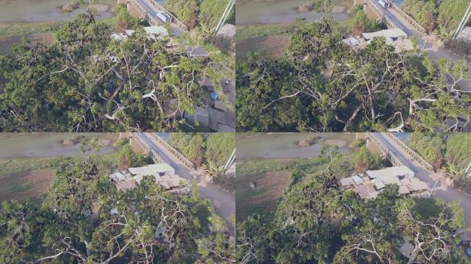 无人机拍摄的蝙蝠群倒挂在树上