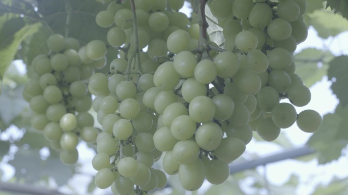 农业水果种植葡萄架4k