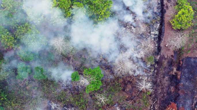 印尼婆罗洲加里曼丹岛森林火灾