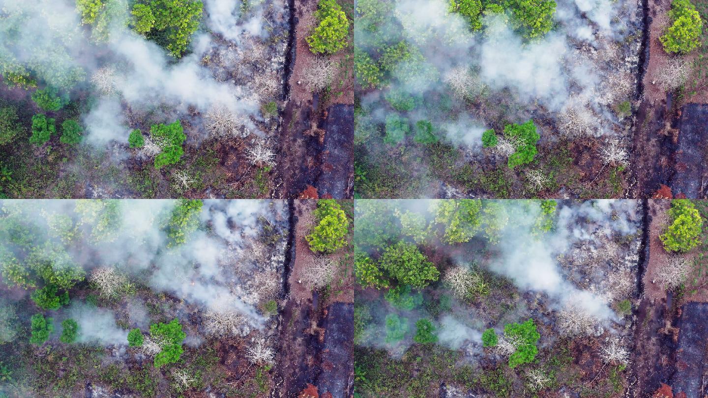印尼婆罗洲加里曼丹岛森林火灾