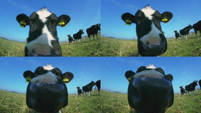 好奇的小牛畜牧业养殖户奶牛基地