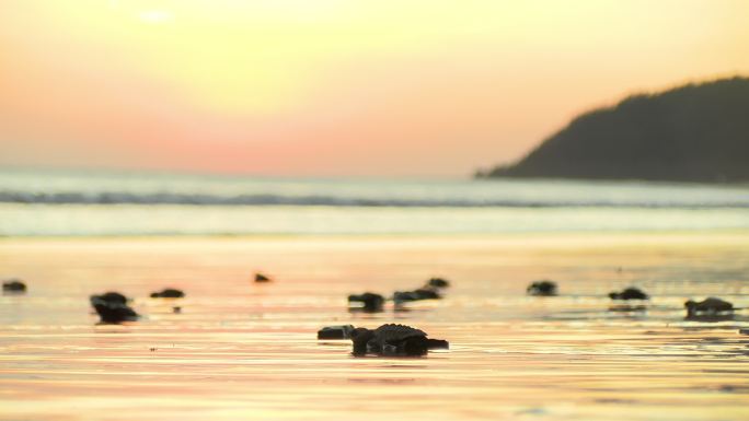 大西洋里德利海小海龟日出时横渡海滩