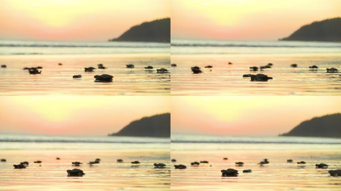 大西洋里德利海小海龟日出时横渡海滩